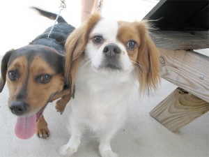 Dogs came, too