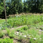 Corn in the "Tripple Ripple" gardens behind the old school.